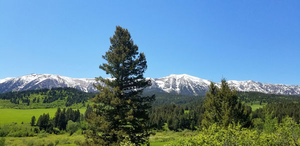 Pine trees on snowcapped mountains against clear blue sky