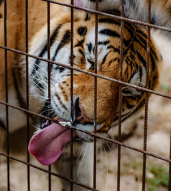 Close-up of tiger