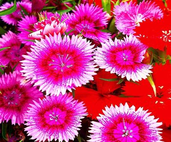 Close-up of pink flowering plants