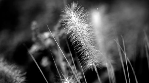 Close-up of dandelion against blurred background