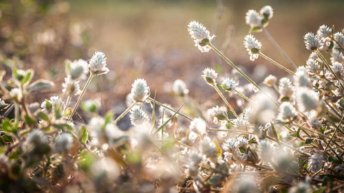 Close-up of white flowering plants on field