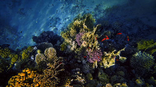 High angle view of coral in sea