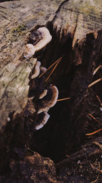 Close-up of mushrooms on tree trunk