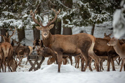 Deer on snow covered field