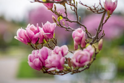 Close-up of pink flowering magnolia plant