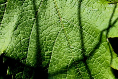 Full frame shot of green leaves