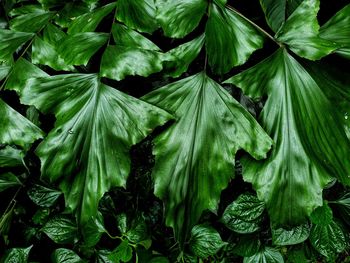 Full frame shot of green leaves