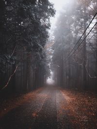 Road passing through bare trees