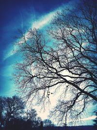 Low angle view of tree against sky