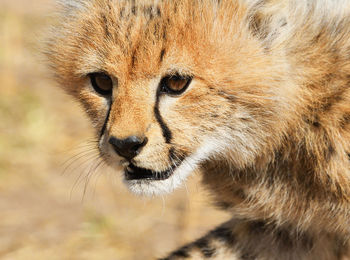 Close-up of a cat