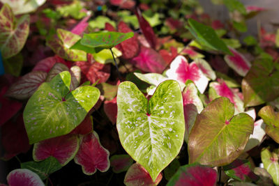 Close-up of leaves