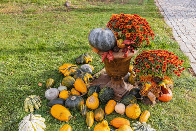 Halloween pumpkins and chrysanthemum flowers, fall decoration