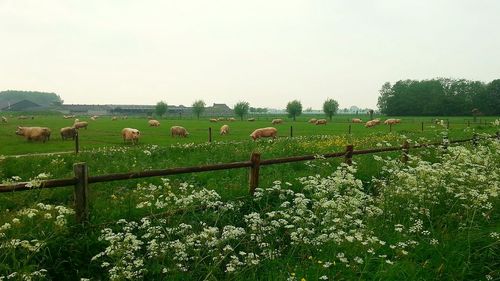 Scenic view of rural landscape