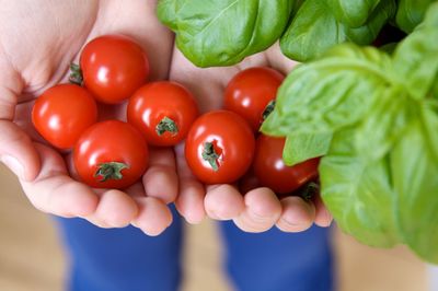 Close-up of hand holding tomatoes