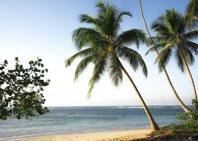 Palm trees on beach against clear sky