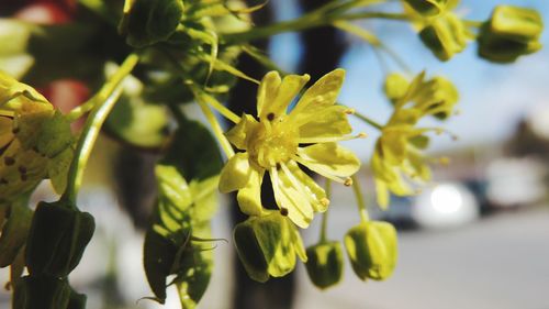 Close-up of yellow flowering plant