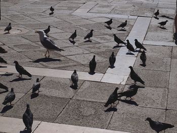 High angle view of birds flying