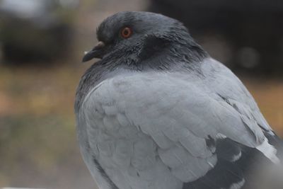 Close-up of bird perching outdoors