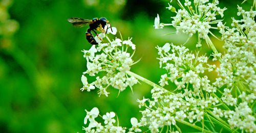 Close-up of bee on flower