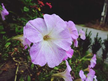 Close-up of pink flowering plant
