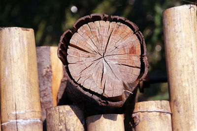 Close-up of log on tree stump