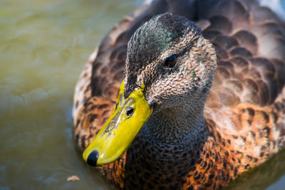 Close-up of female mallard duck swimming in lake