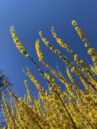 Low angle view of flowering plants against blue sky