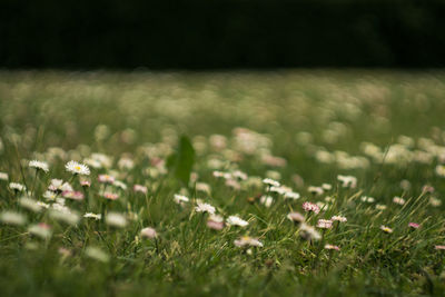 Flowers growing in field