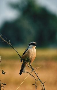 Bird perching on twig