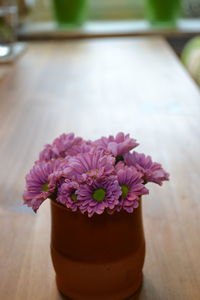 Close-up of pink flowers