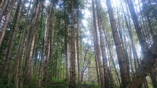 Low angle view of trees in forest