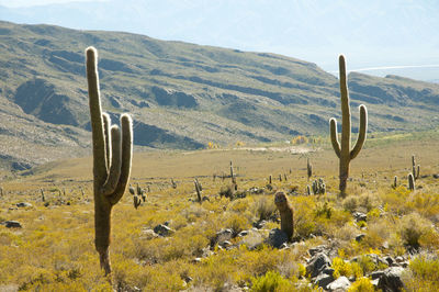 Cactus in desert against sky