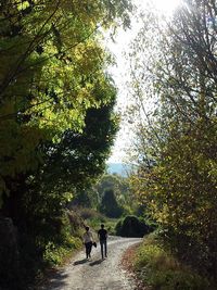 Rear view of people walking in forest