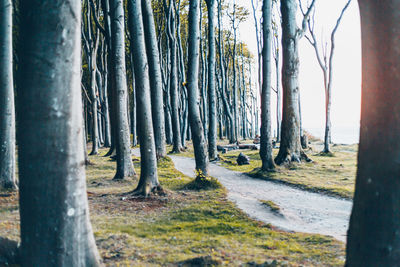 Panoramic shot of trees on field