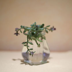 Close-up of glass vase on table