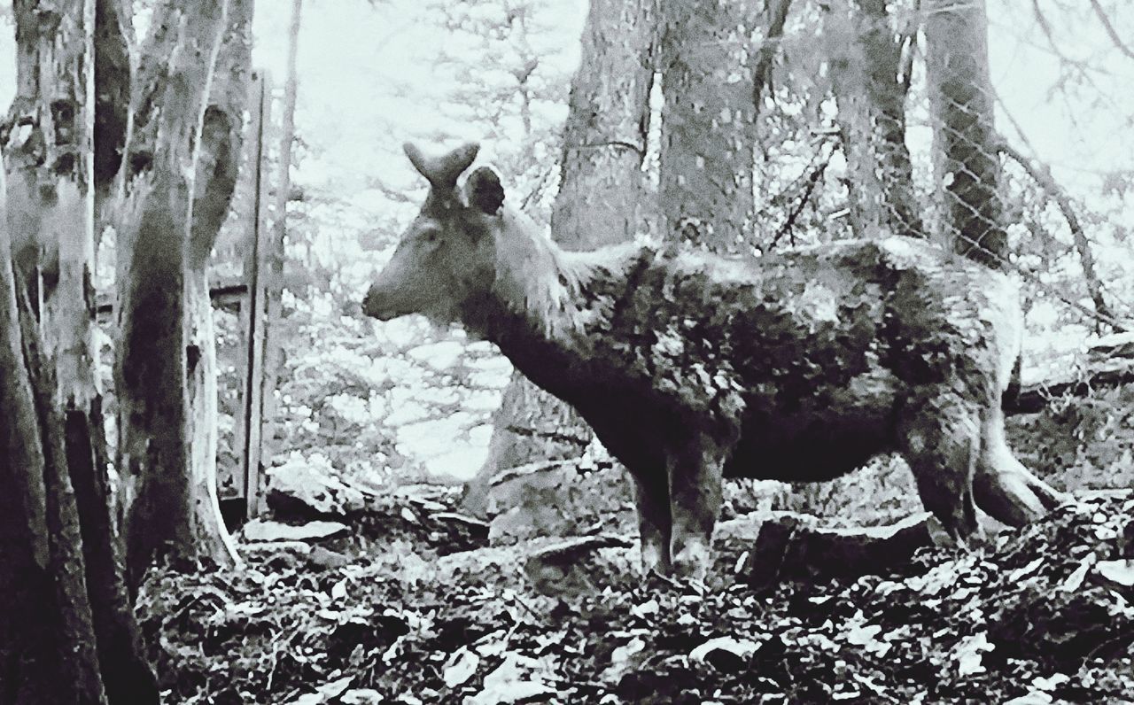 DEER STANDING ON A FIELD