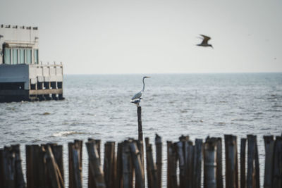 Seagull flying over sea against sky