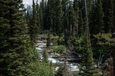 Pine trees in forest