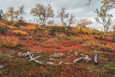 Trees growing on field against sky during autumn