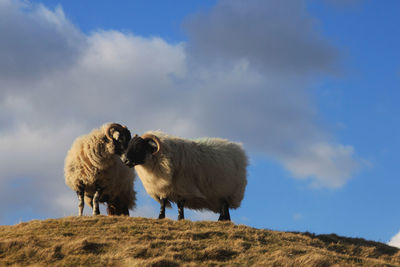 Low angle view of sheep on field