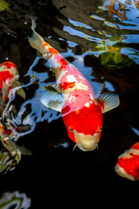 Fish swimming in sea