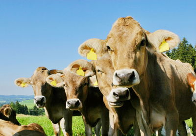 Portrait of cows standing on field against clear sky