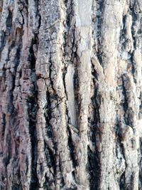 Full frame shot of tree trunk