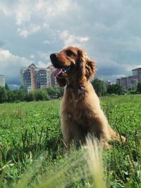 Dog looking away on field