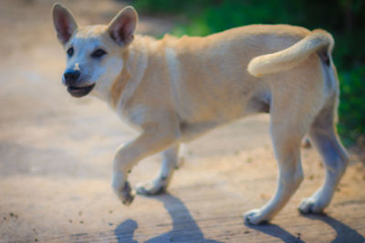 View of a dog looking away