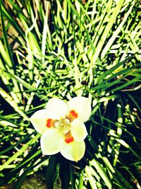 Close-up of white flowering plant