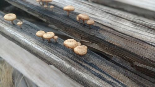 View of mushrooms growing on wood