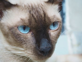 Close-up portrait of a cat