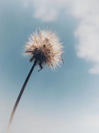 Close-up of wilted dandelion against white background
