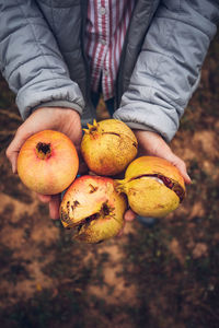 High angle view of hand holding fruit